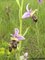 Ophrys bécasse - © S. Déjean (CREN MP)